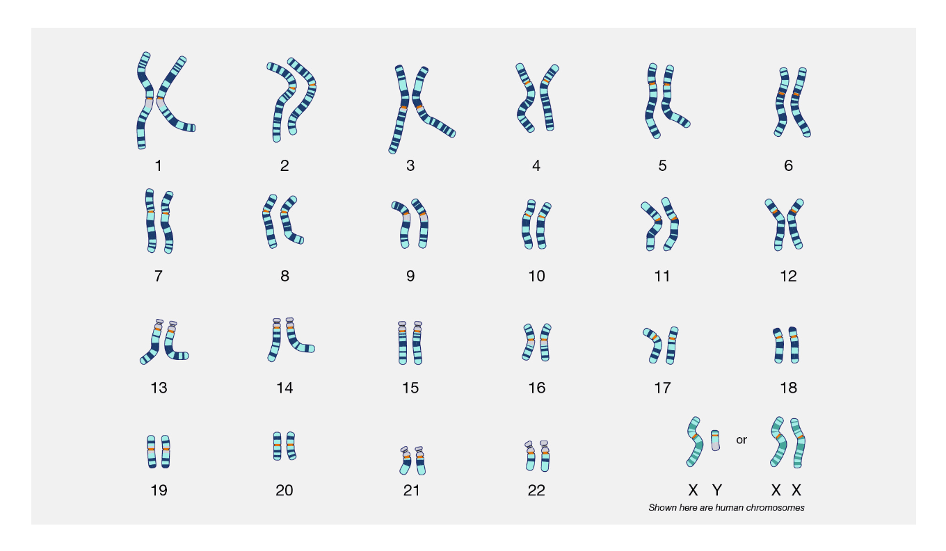 Survey on Human Chromosome Abnormalities and Karyotyping Technology
